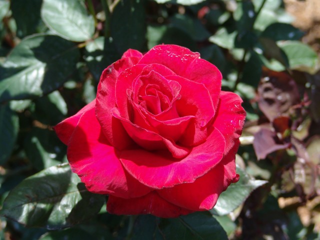 Hybrid tea Rose 'American Pride'.jpg