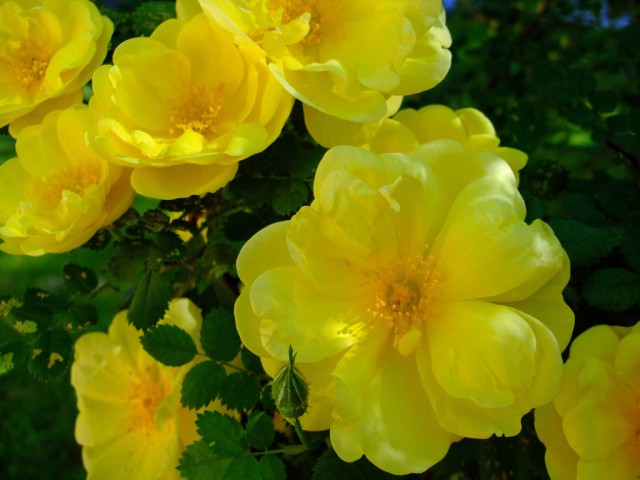 Old Fashion Garden Roses.jpg