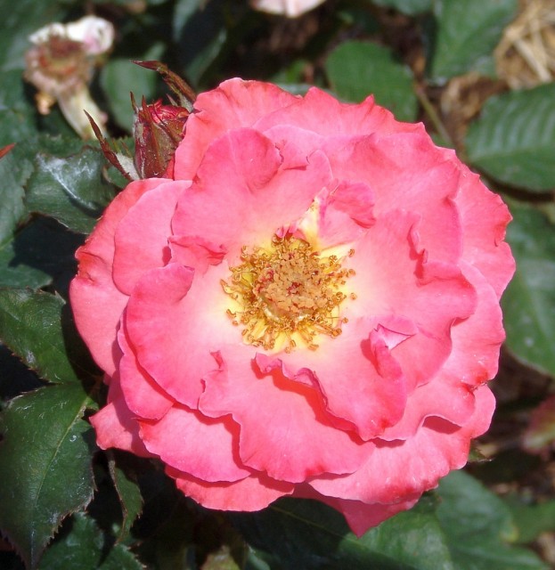 Rose Floribunda 'Pleasure'.jpg