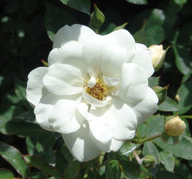 Shrub Groundcover Rose 'Kent'.jpg