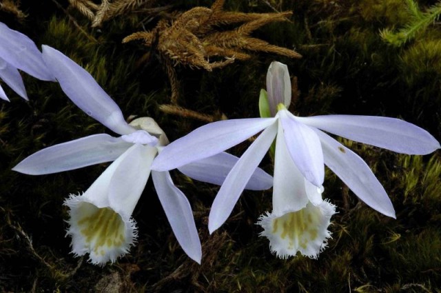 Pleione bulbocodioides淺紫黃斑.jpg