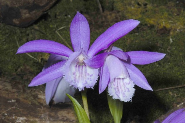 Pleione bulbocodioides紫花紫唇.jpg