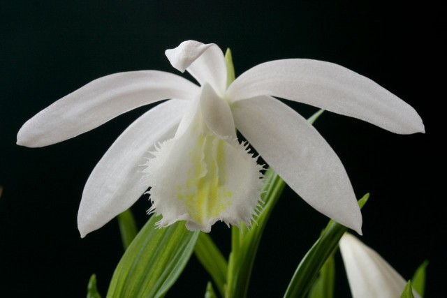 Pleione formosana  Alba Cutie.jpg