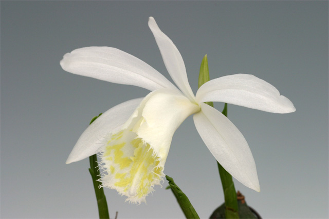 Pleione formosana 'alba'1.jpg