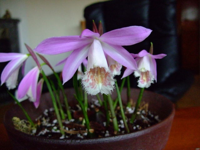 pleione_formosana臺灣一葉蘭.jpg