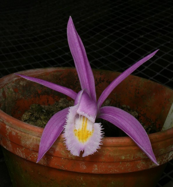 Pleione praecox.jpg