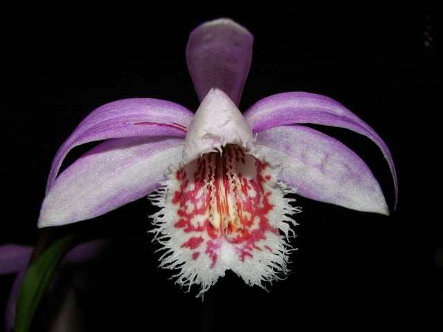 Pleione Soufriere.jpg