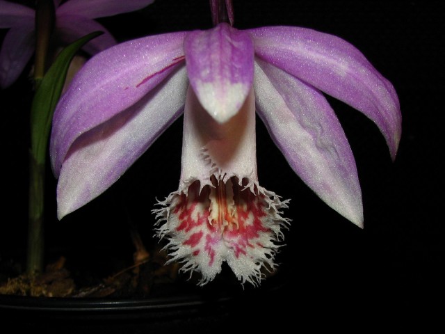 Pleione Soufriere2.jpg