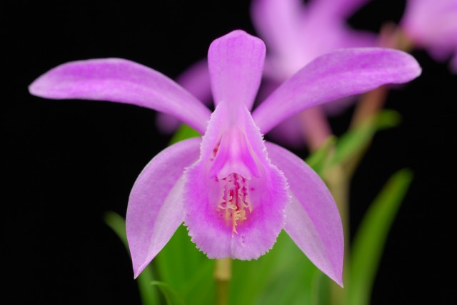 Pleione Umpqua.jpg