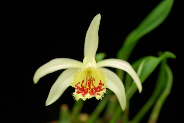 Pleione x confusa2.jpg