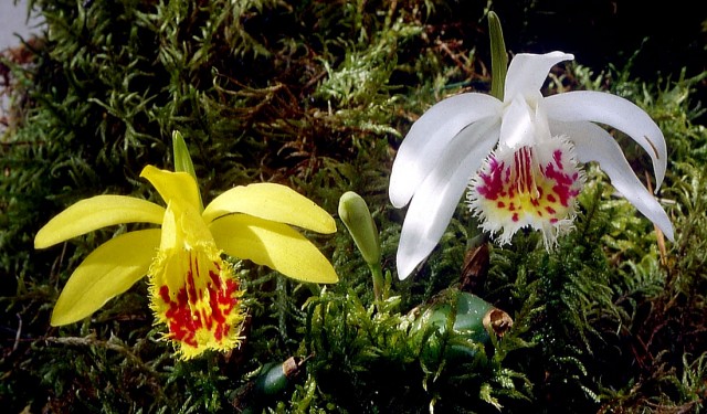 Pleione-foresterii.jpg