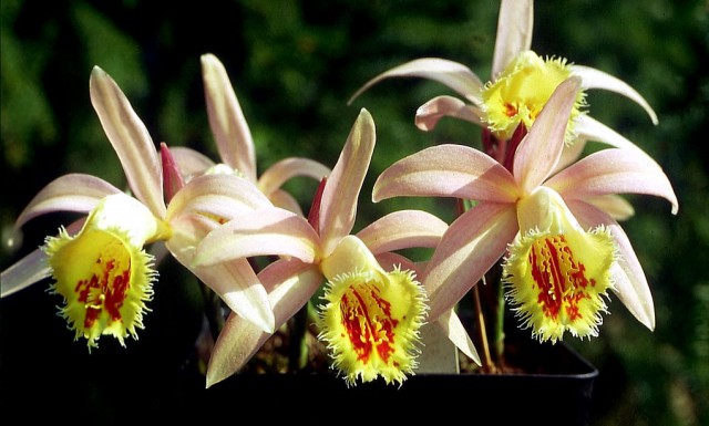 Pleione-Shantung.jpg