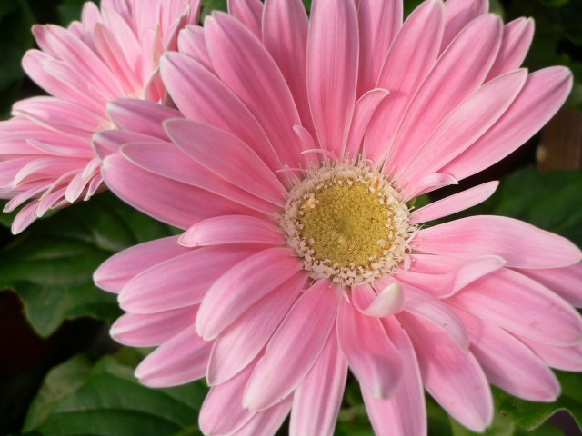 Gerbera Jamegonii5.jpg