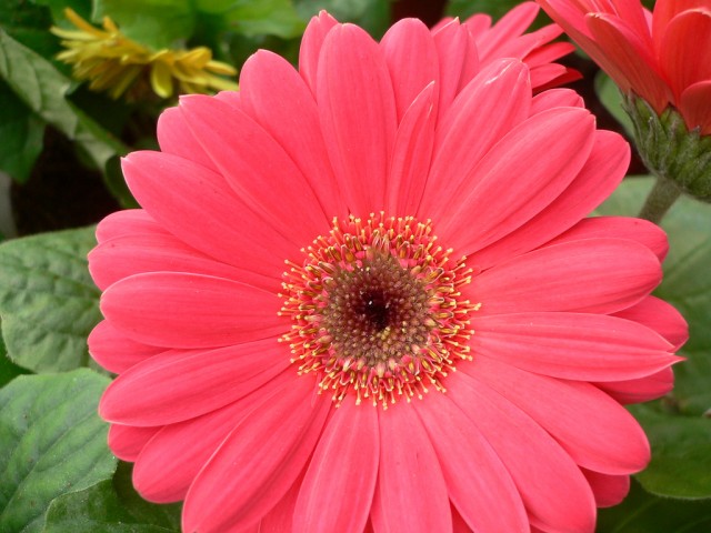 Gerbera Jamegonii7.jpg