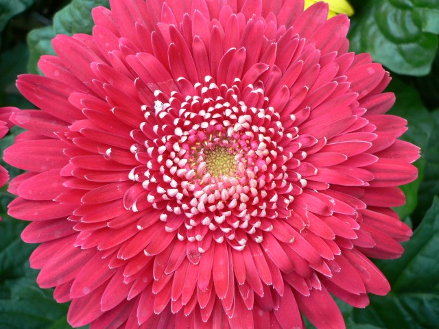 Gerbera Jamegonii)3.jpg