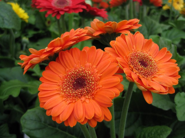 orange gebera daisies.jpg