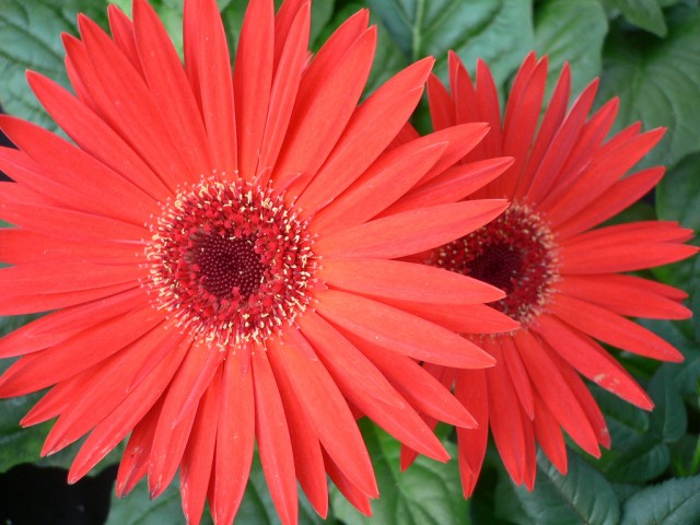 Sorelline (Gerbera Jamegonii).jpg