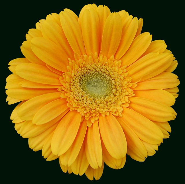 Yellow Gerbera2.jpg