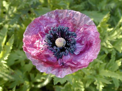 papaver_rhoeas.jpg