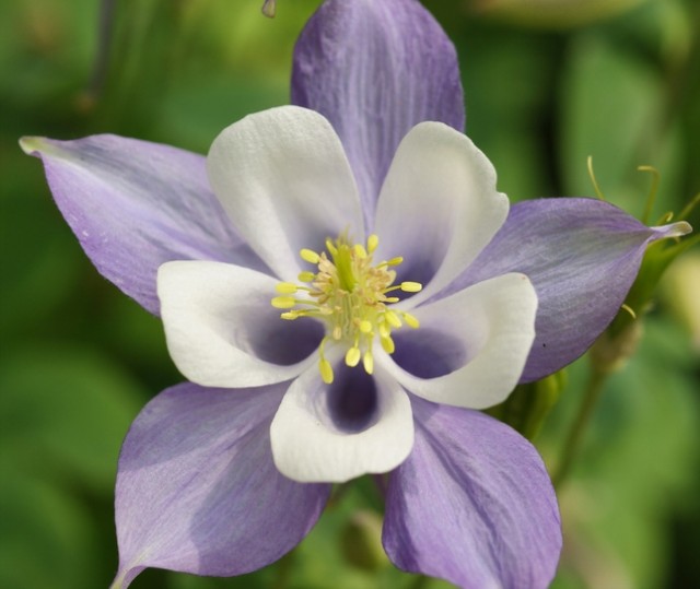 Aquilegia2.jpg