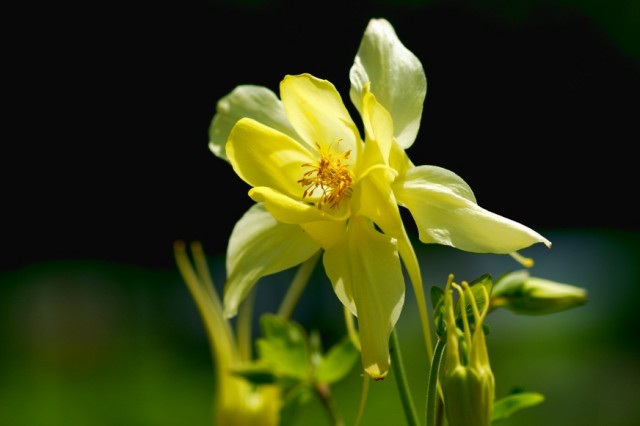 Aquilegia chrysantha.jpg