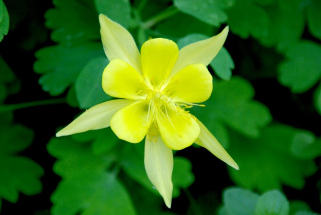 Aquilegia chrysantha - golden columbine.jpg