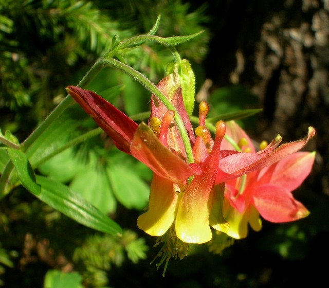 Aquilegia formosa Red columbine.jpg