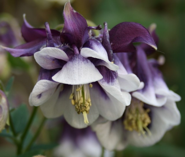 Double Aquilegia.jpg