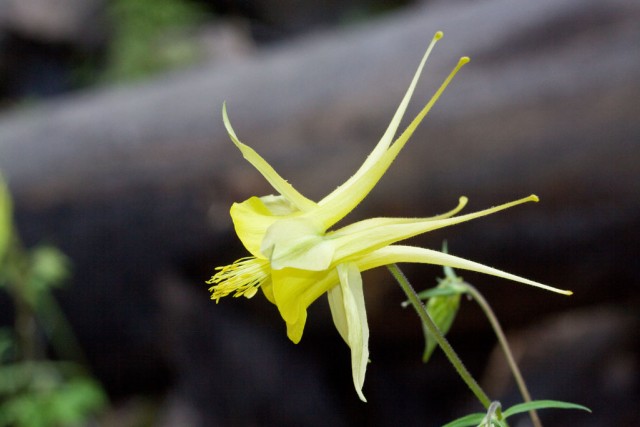 Golden Columbine Aquilegia chrysantha.jpg