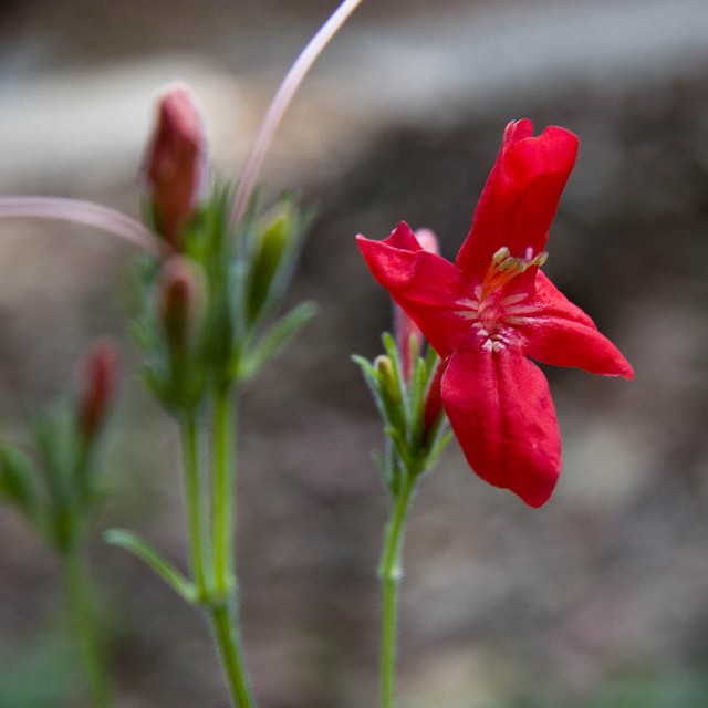 Ruellia Elegans.jpg