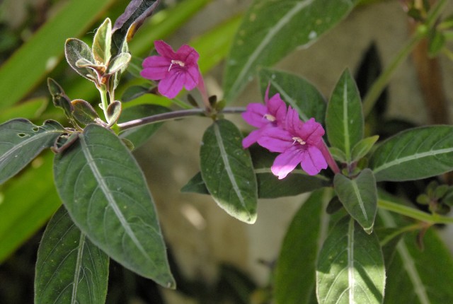 Ruellia makoyana.jpg