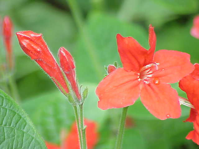 Ruellia_elegans0.jpg