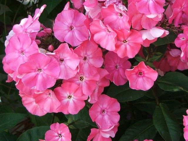 800px-Phlox_paniculata.jpg