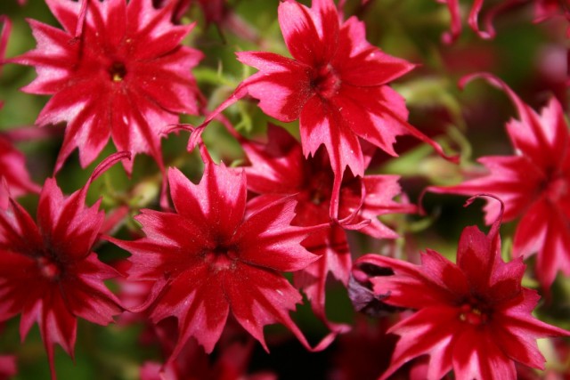 dwarf  twinkle phlox.jpg