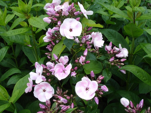 Phlox_paniculata_Mother_of_Pearl.jpg