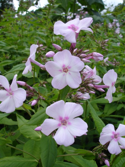 Phlox_paniculata_Discovery.jpg