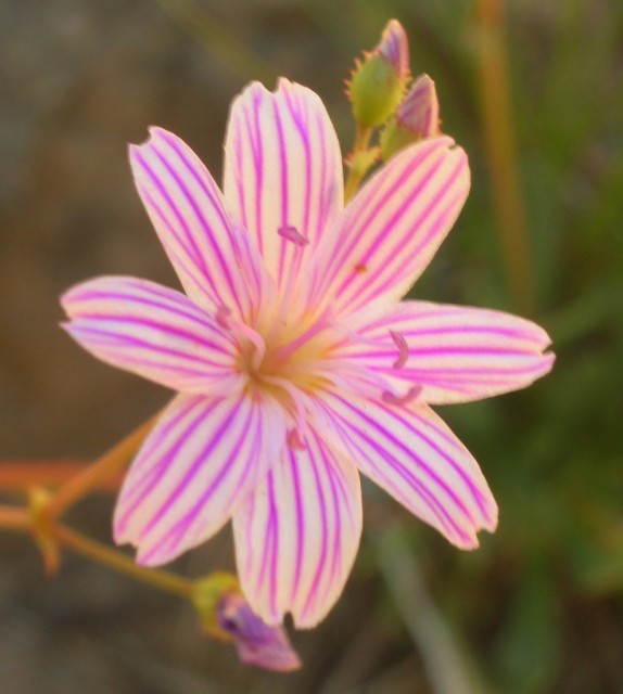 Lewisia columbiana.jpg