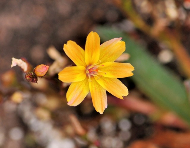 Lewisia longipetala 'Little Peach'.jpg