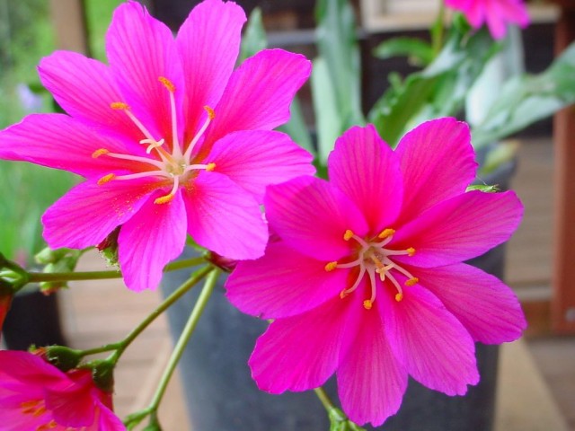 Lewisia_cotyledon_red2.jpg