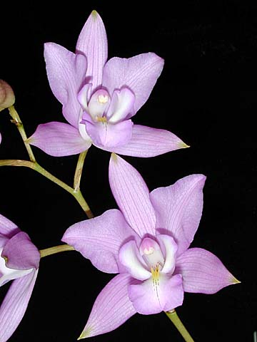 Laelia eyermaniana2.jpg