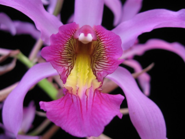 laelia superbiens Rosminah.jpg