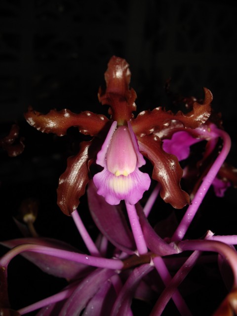 Laelia splendida (syn Schomburgkia splendida).jpg