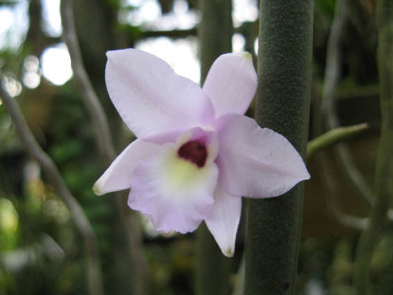 Laelia rubescens.jpg