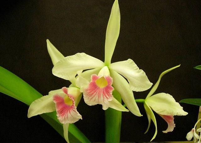 Laelia_purpurata_carnea.jpg