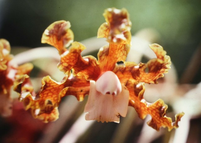 Laelia_gloriosa.jpg