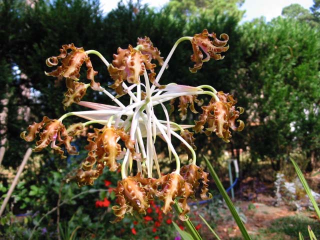 Laelia weberbaueriana