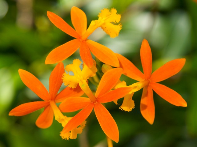 Epidendrum Ivan Gasparovic 樹蘭.jpg