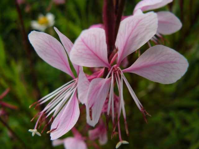 Gaura lindheimeri3.jpg