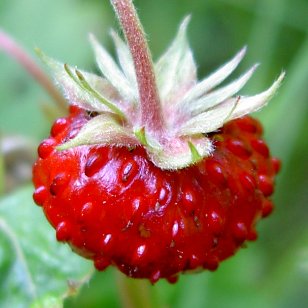 Fragaria_vesca_close-up_4_cropped森林草莓.jpg