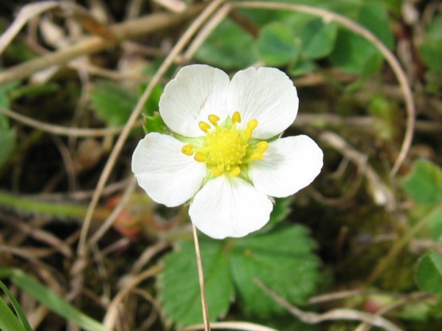 Fragaria_viridis_bluete.jpg